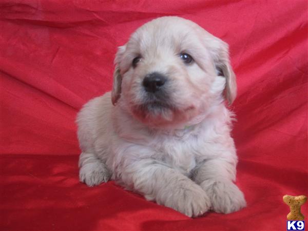 Puppies in Centerburg